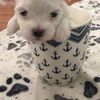 BUZZY Male  MALTESE AKC PUPPY RAISED IN OUR HOME WITH LOTS OF LOVE - born 2/13/24