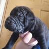 Sharpei/pit puppies for sale