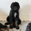 2 Bernedoodle Puppies for sale