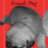 Pug Female Sable beautiful
