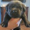 AKC registered Labrador's dilute factored black males