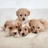 Adorable Maltipoo Puppies Looking For Forever Home