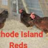Many hens/pullets available
