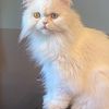 5 year old beautiful Persian up for adoption