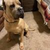 2 year old male cane corso