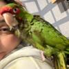 Mitered conure and the the cutest voice
