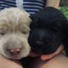 Labradoodles- Two males available
