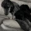 Afghan Hounds 9 Months Old