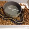 Ball pythons and breeding rack