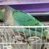 Turquoise Green Cheek Conure for sale