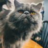 Male blue Persian 2 years old