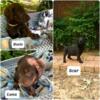 11 German Shepherd Mix, rehoming fee only, ready by May 7