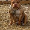 American Bullie Female's were stolen from me this past weekend