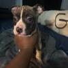 BULLY PUPS FOR SALE 550