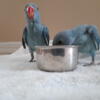 Indian Ringneck  2 blue babies one at $425 w/DNA the other $400 W/O DNA