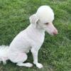 1 year and 3 month old male standard poodle
