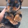 Adorable Purebreed  Male Yorkie Puppy 1/8/2024 REDUCED