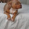 Pocket lilac tri female!  She is 20 mths w/papers 0 litters
