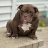 Exotic American Bully Male Pup