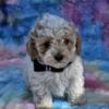 Toy Poodle Puppies. Mother's Day Special!