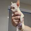 True Tcup Applehead Chihuahua girl puppy-Pending