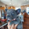 Akc French bull dogs 