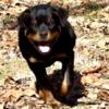 AKC Rottweiler Puppy  VERY SPECIAL OFFERING