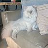 Looking for STUD for lilac Persian/seal point Himalayan