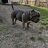 Adult Female Exotic Micro Bully