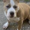 4 month bully looking for new home