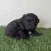 Ray Male Shihpoo Puppy