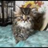 Persian / Ragdoll Male Kittens