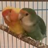 Pair of Bonded Peachface Lovebirds