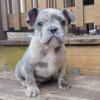 $1,900 Blue merle Cabo - beautiful French Bulldog puppy for sale.