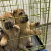 Shar pei boys looking for a home