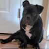 Male 18 month old American Bully