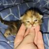 Persian / Munchkin Kittens