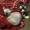 Two Female Sphynx for Sale