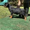 Full AKC registered Rottweiler puppies available