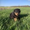 Champion German and Serbian lines registered Blockhead Rottweiler puppies
