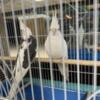 Cockatiel pairs for sale