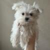 Maltese puppies need new home