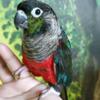 Crimson bellied and green cheek conure pair for sale