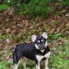Black and tan female French bulldog fluffy carrier