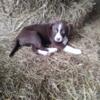 Border Collie/ Australian Shepherd mix puppies