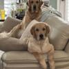 Golden Retriever Puppies - Houston, Tx