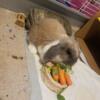 Female holland lop bunny and cage/accessories