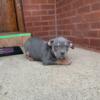 American bully puppy tricolor ABKC