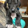 For sale Great Dane puppies