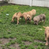 Female micro bully for sale